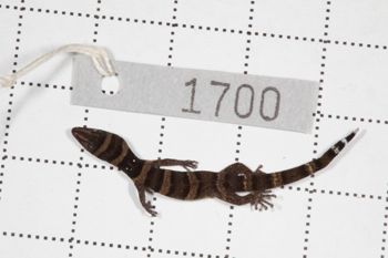 Media type: image;   Herpetology R-189896